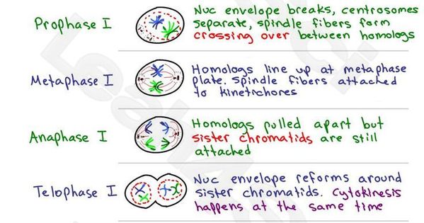 process of meiosis study guide