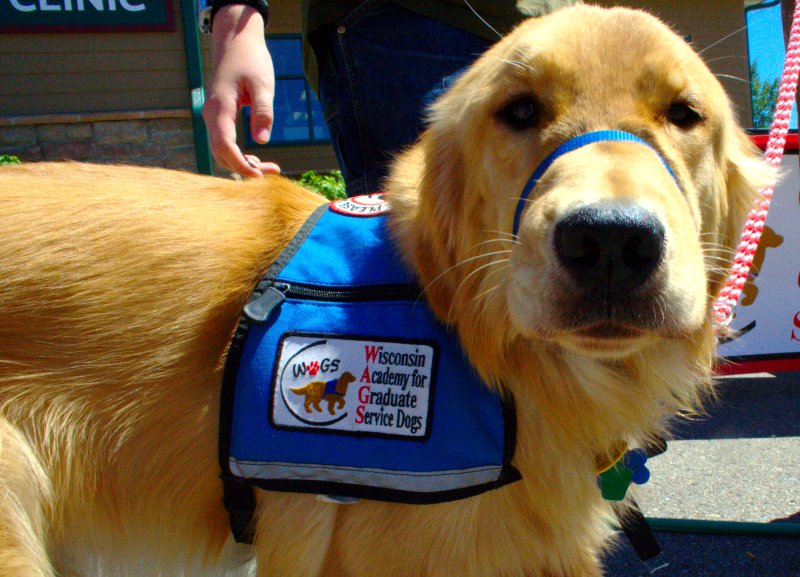 different types of guide dogs