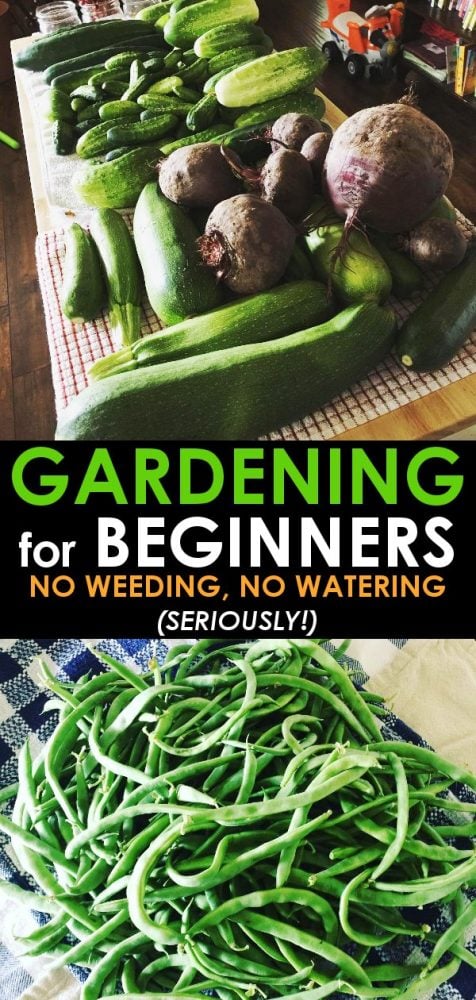beginners guide to gardening vegetables