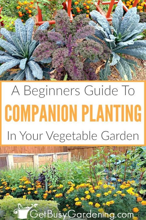 beginners guide to gardening vegetables