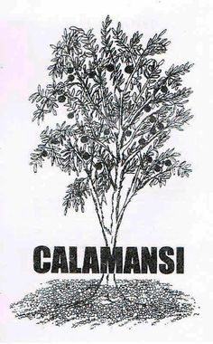 calamansi production guide in the philippines